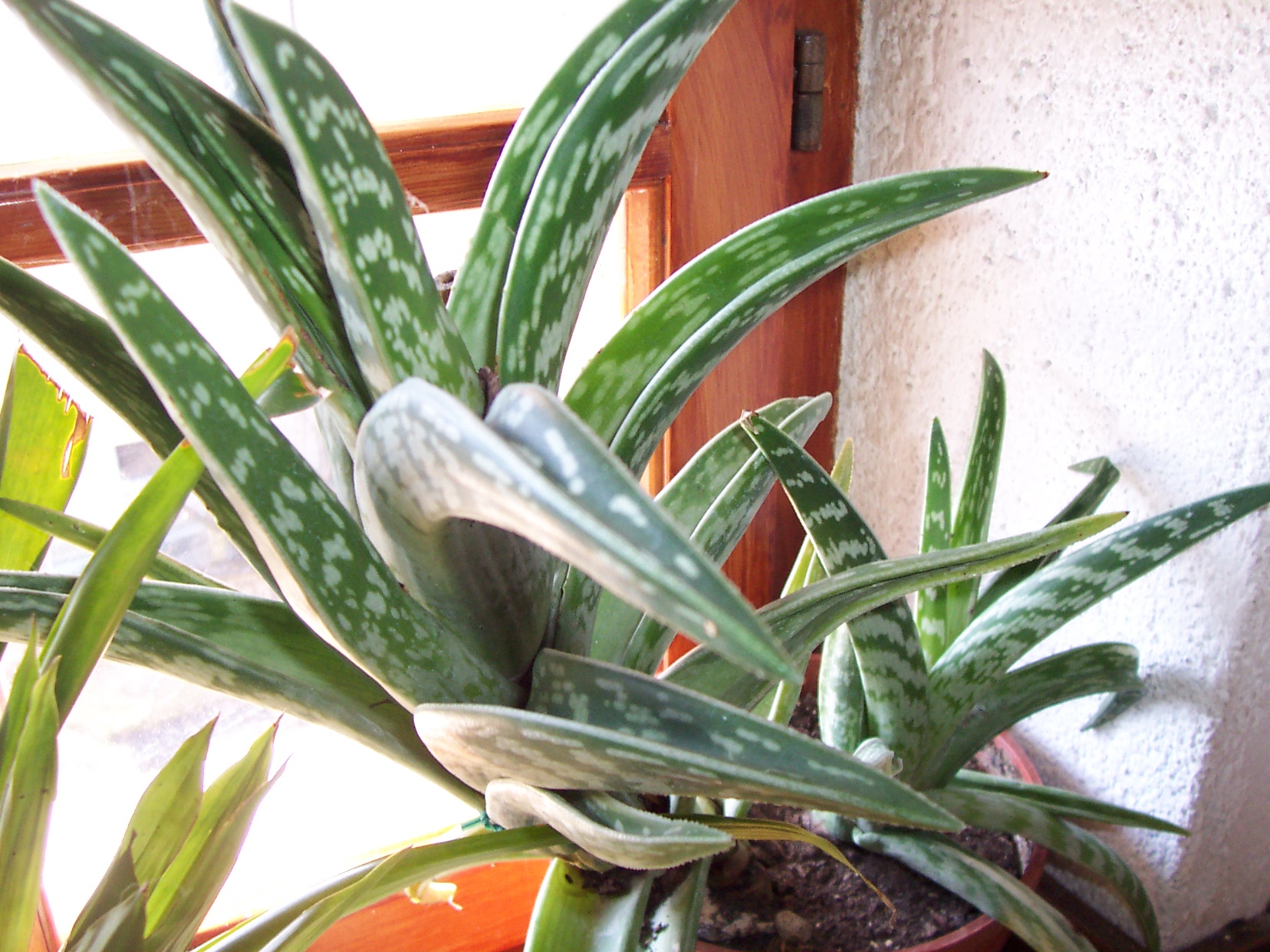 04_Aloe_variegata.jpg